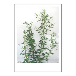 Imported image 2add9d3322ac 1763372.jpg