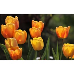 Imported image 6d911cefe75d 3311287.jpg