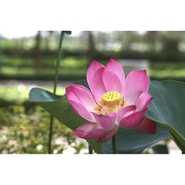 Imported image 40061dea9d50 3367457.jpg