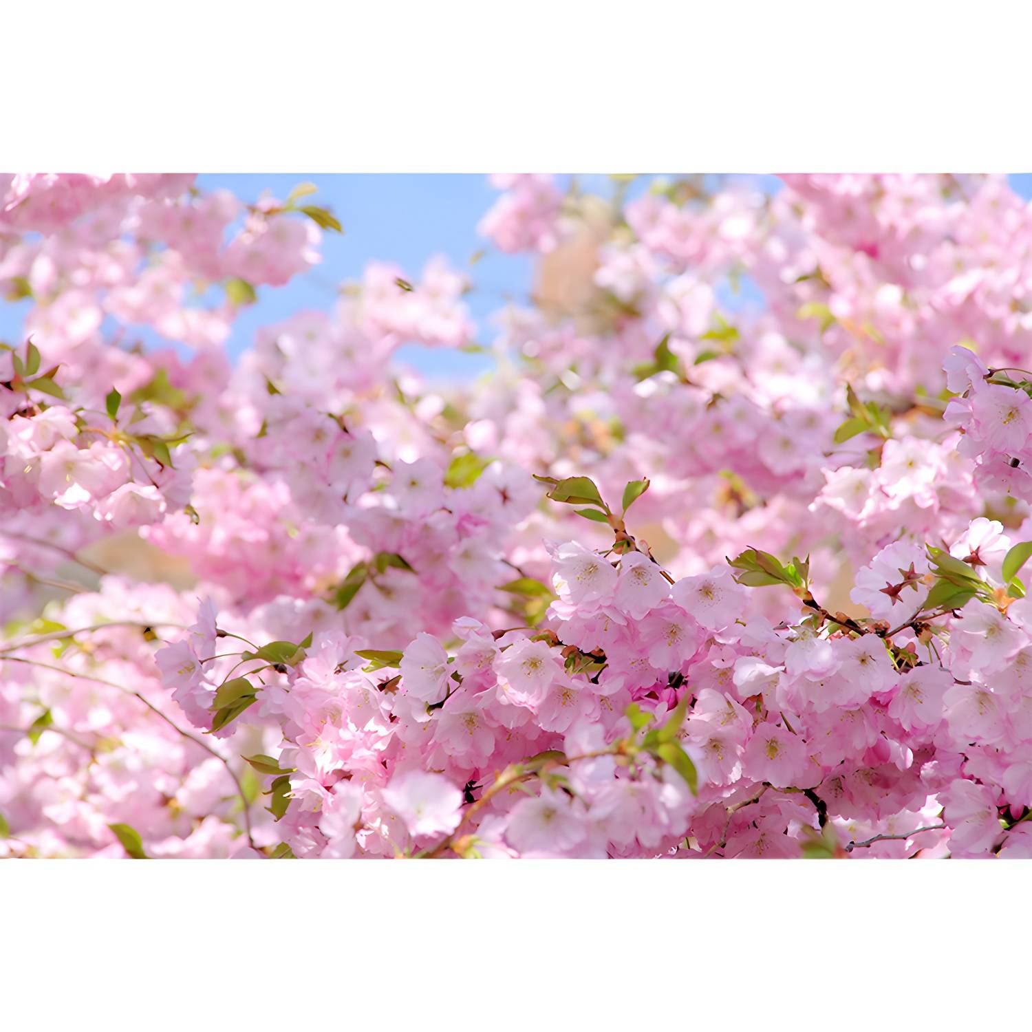 Imported image cb686abc059d 1595023.jpg