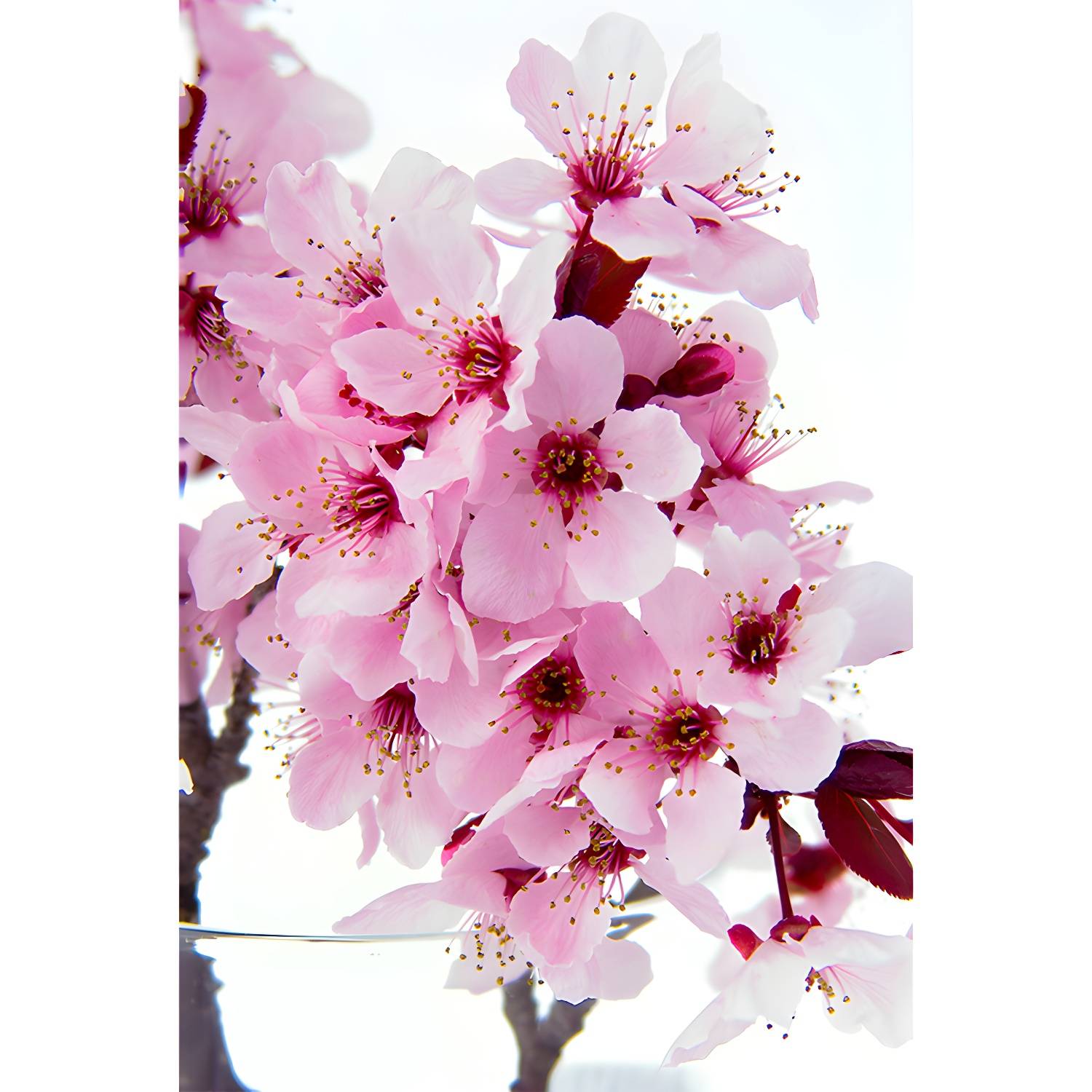 Imported image 3073f3cf5e46 1595233.jpg
