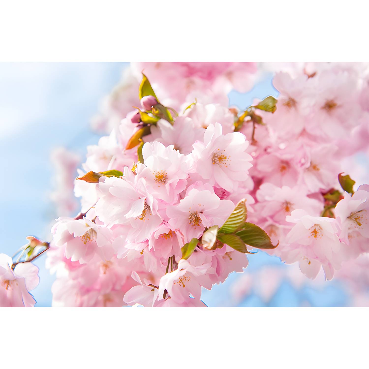 Imported image 8a6db12582cc 1595263.jpg