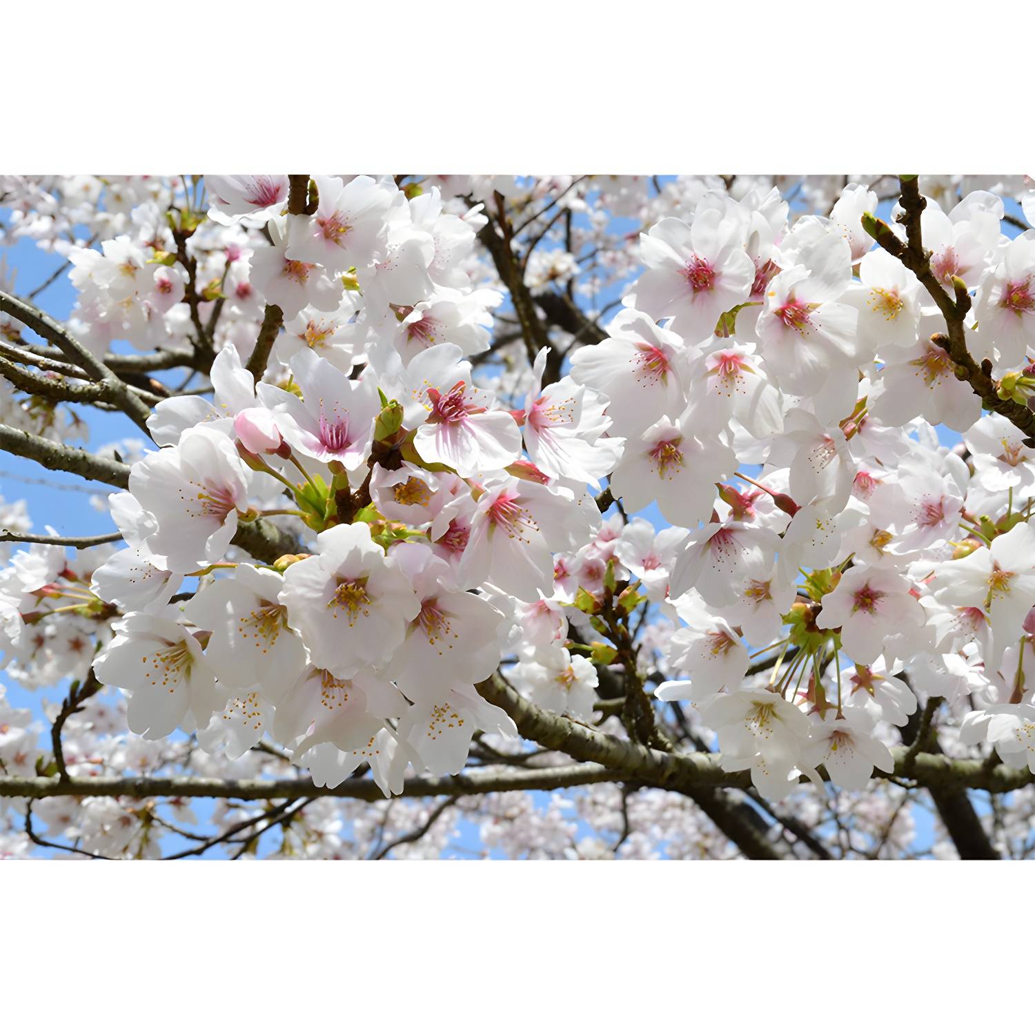 Imported image 2145aeac6ab1 1595448.jpg
