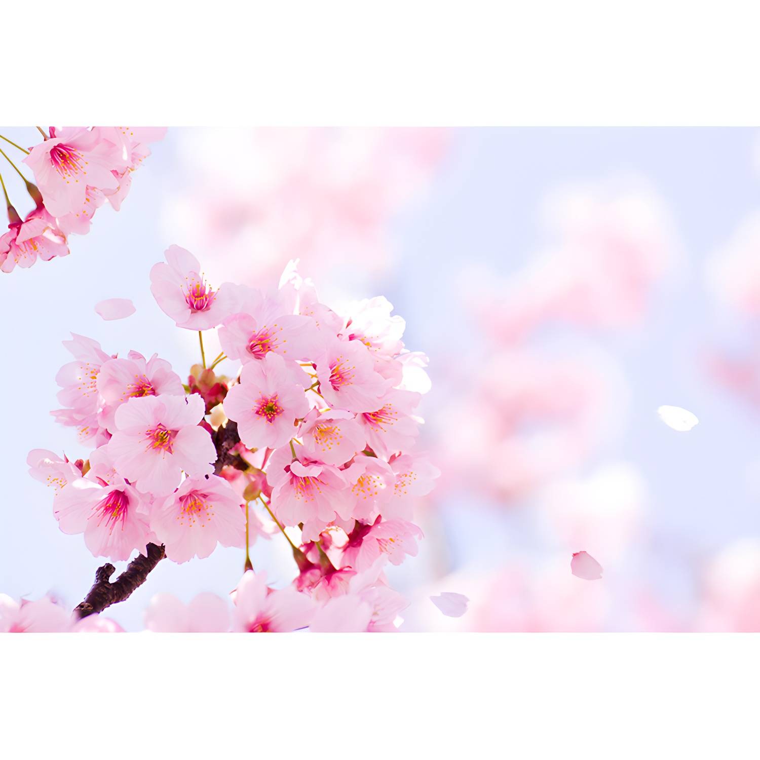 Imported image 130fd685d1b0 1595488.jpg