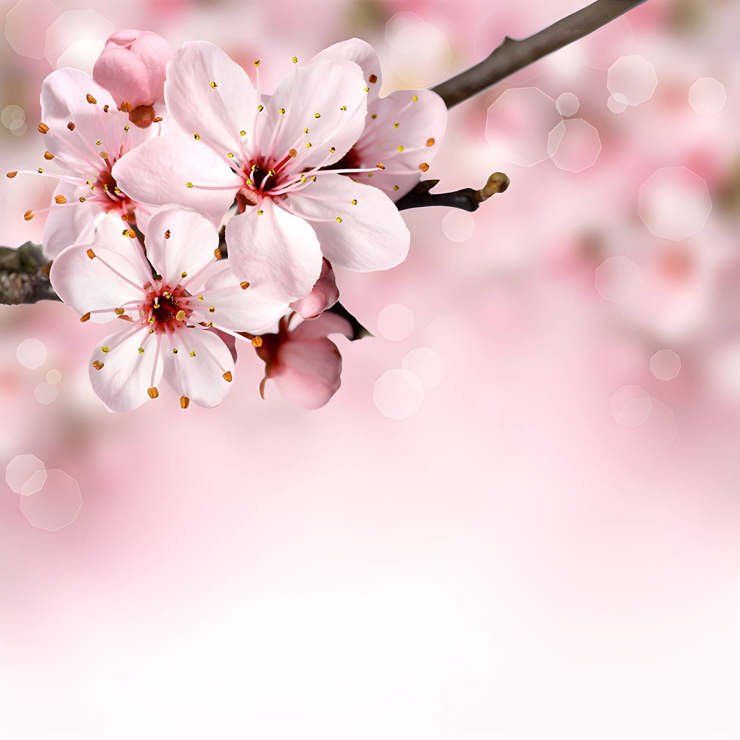 Imported image 9791bf8c522c 1595923.jpg