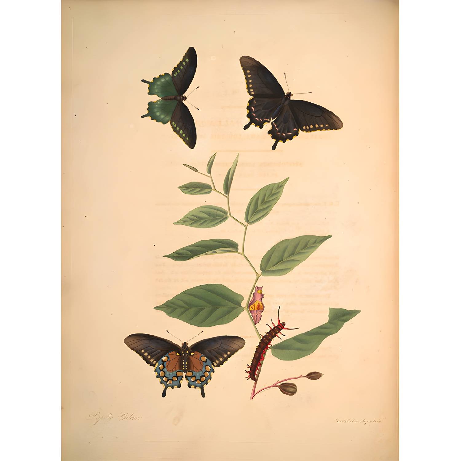 Imported image 725a69bb8c4f 1696485.jpg