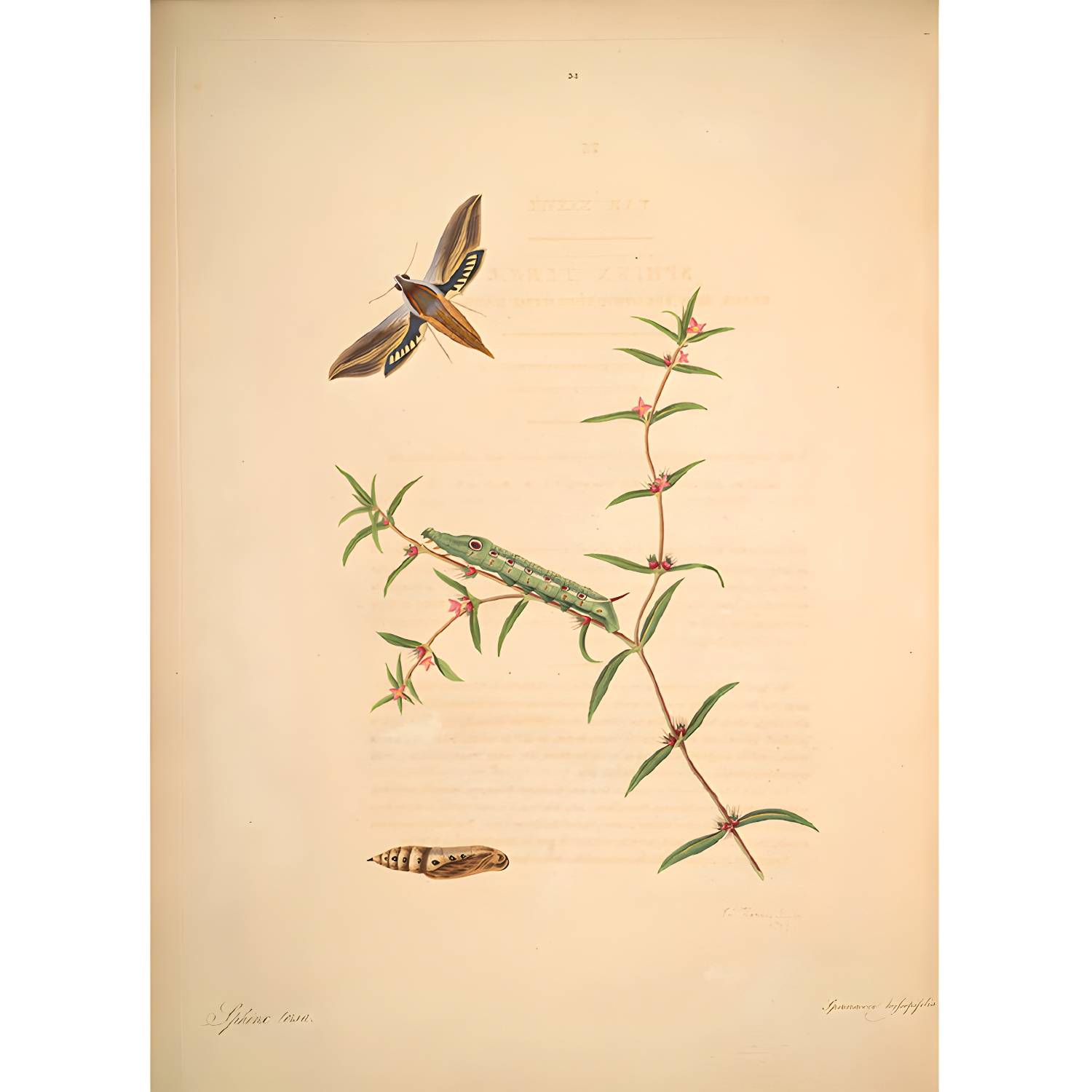 Imported image 069322fa5c5c 1699514.jpg