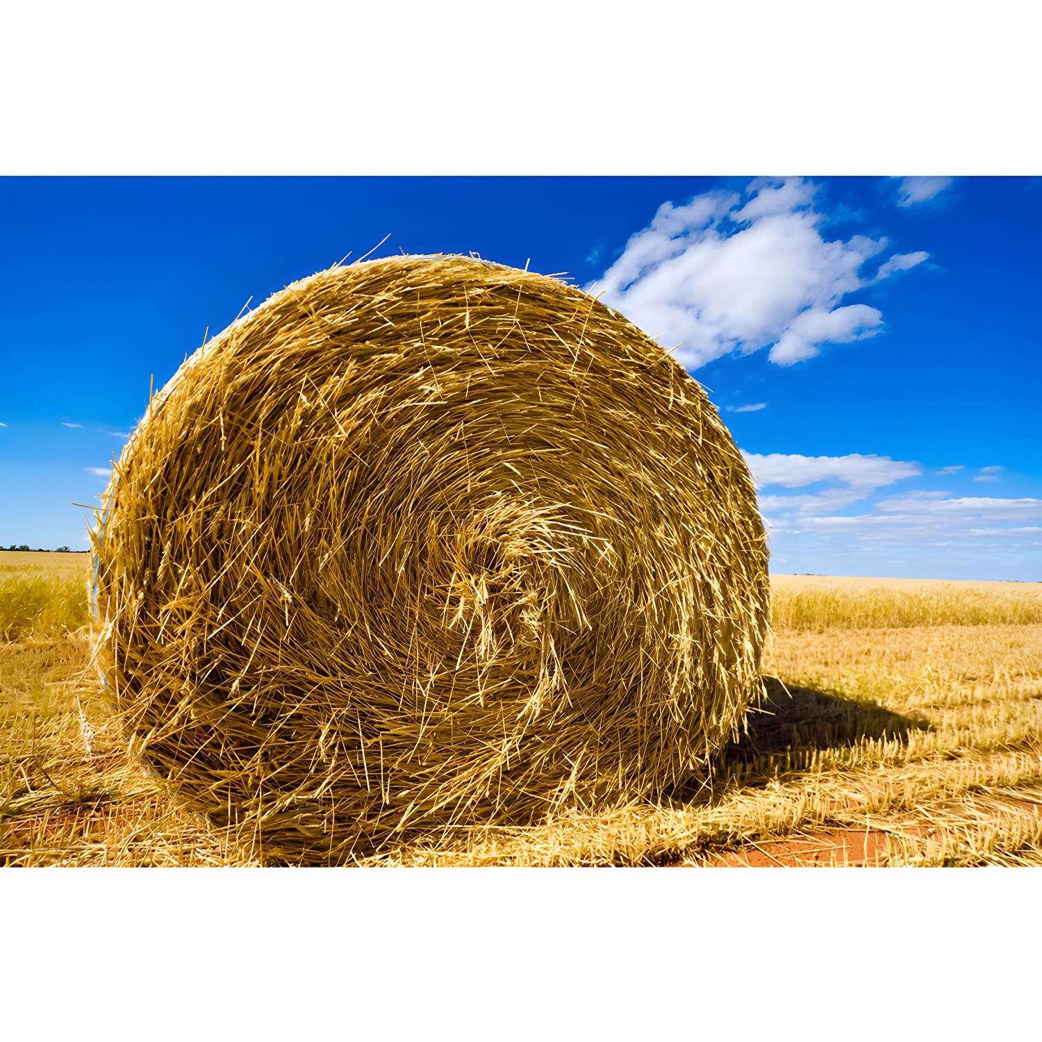 Imported image 65fa0df2dde2 1895686.jpg