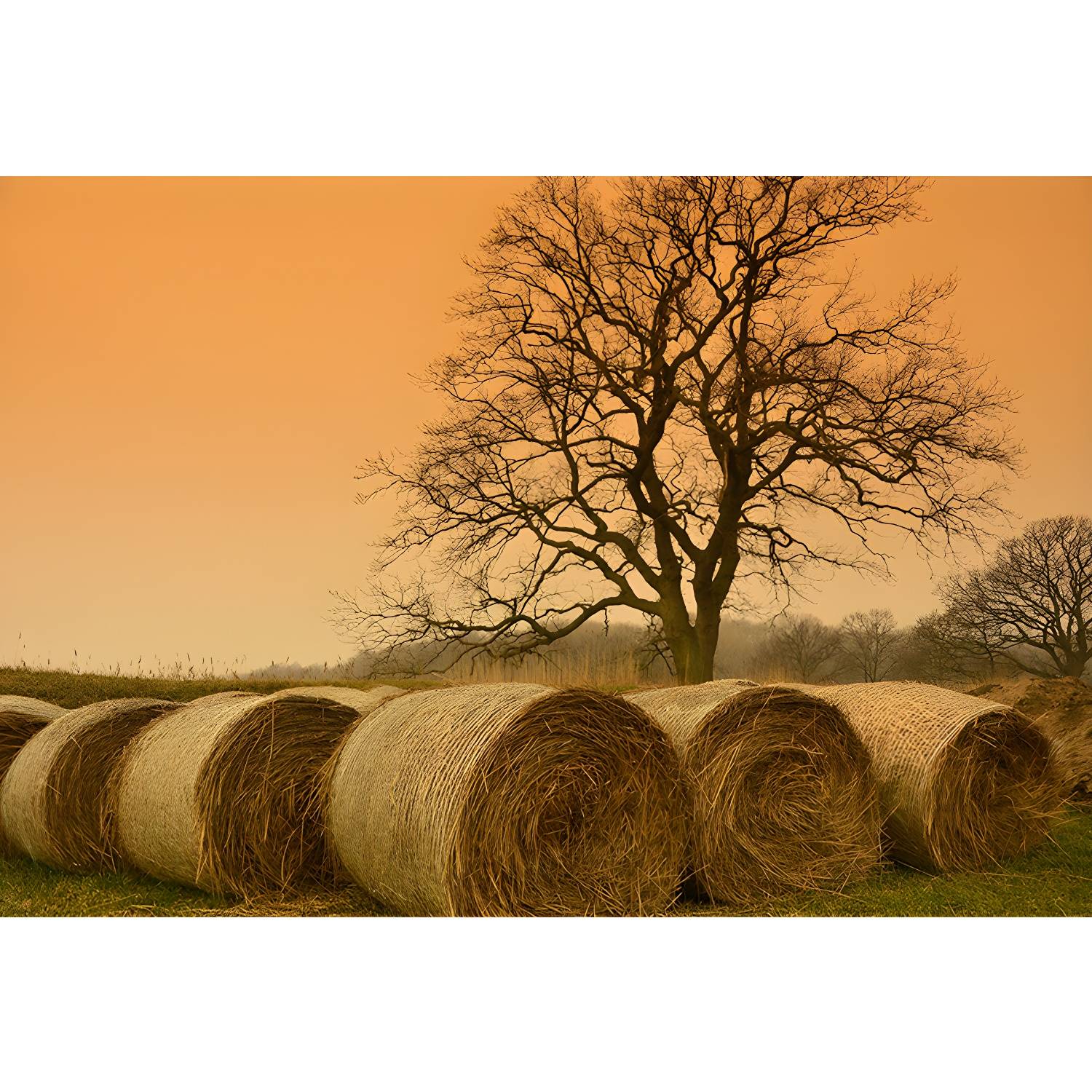 Imported image e8f81eb1ccd6 1957524.jpg
