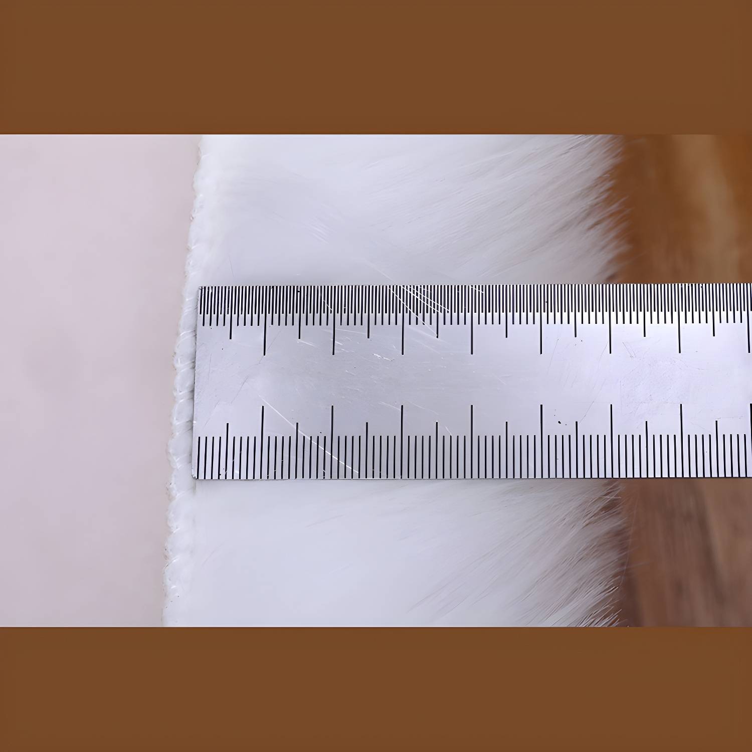 Imported image 1ca262954e99 3196372.jpg