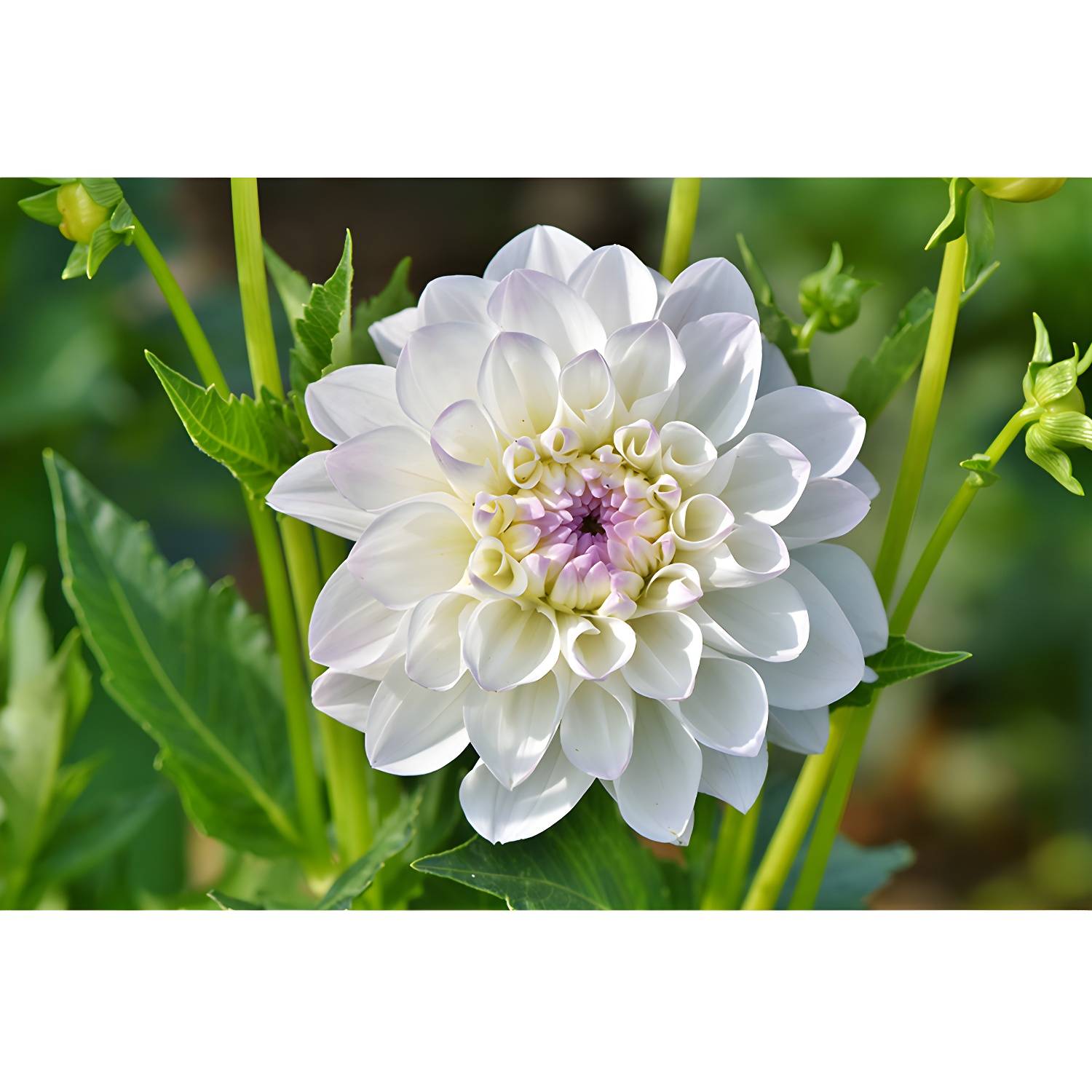Imported image c96b0e97c4bc 3198122.jpg
