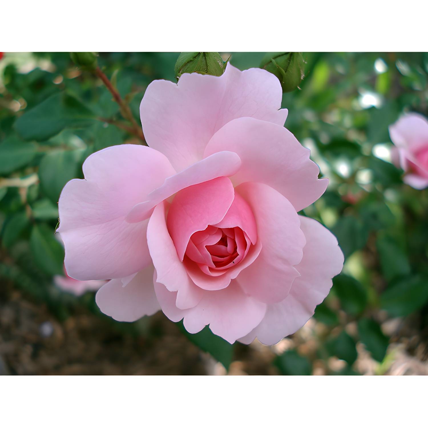 Imported image 07abadeefb8d 3198132.jpg