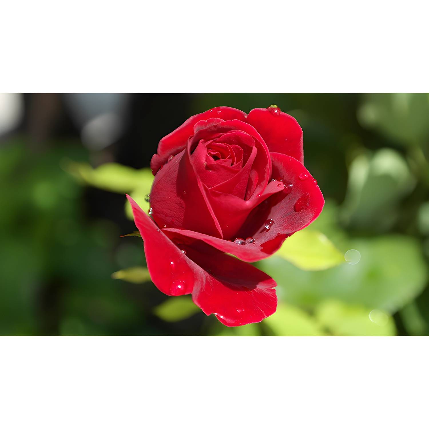 Imported image 8259fc479bd2 3198136.jpg