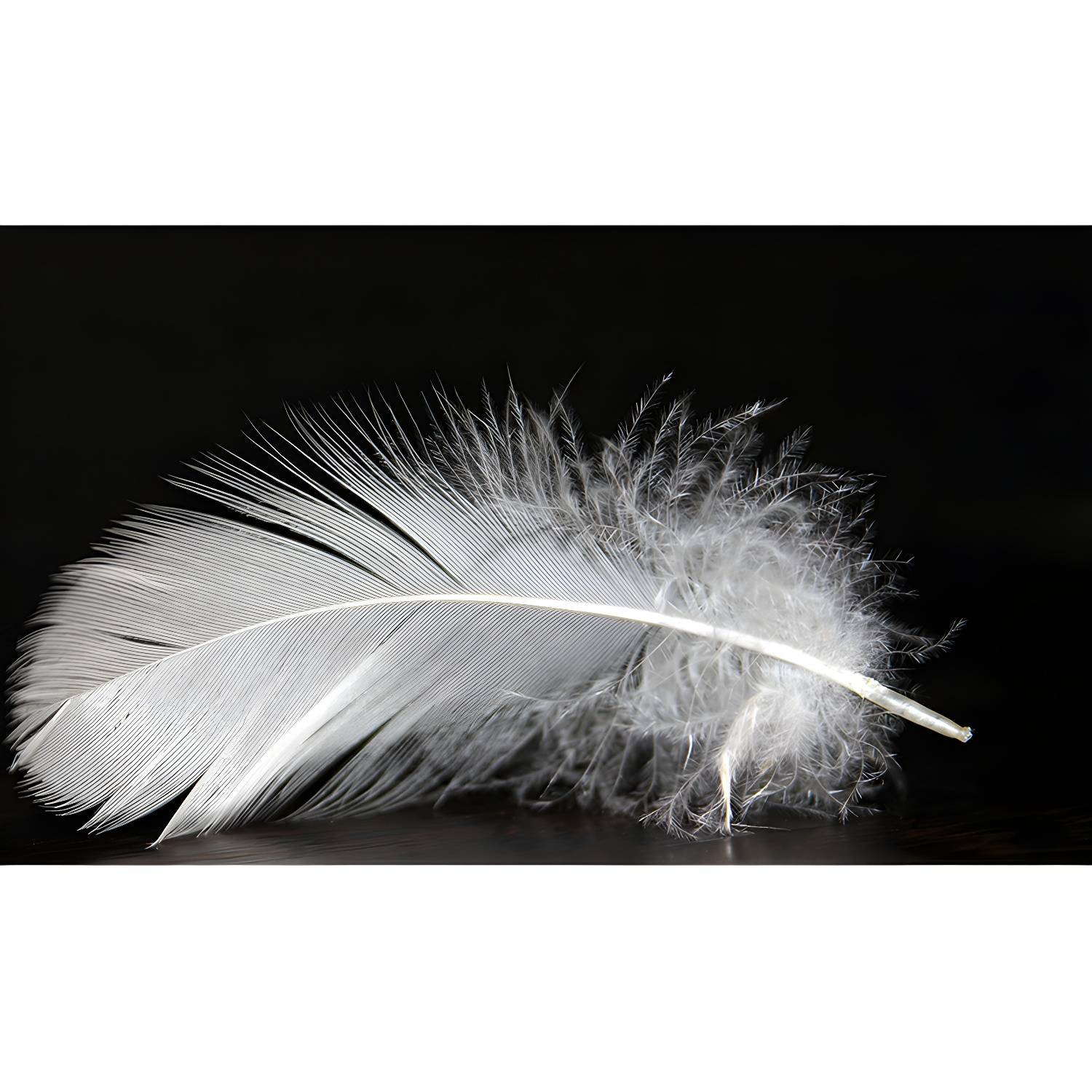 Imported image 9f6de6d979b5 3198492.jpg