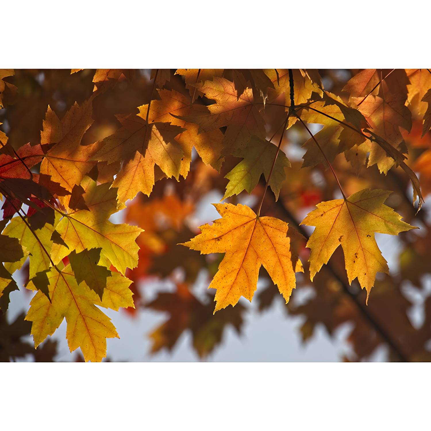 Imported image a1f5ed77dd30 3259456.jpg