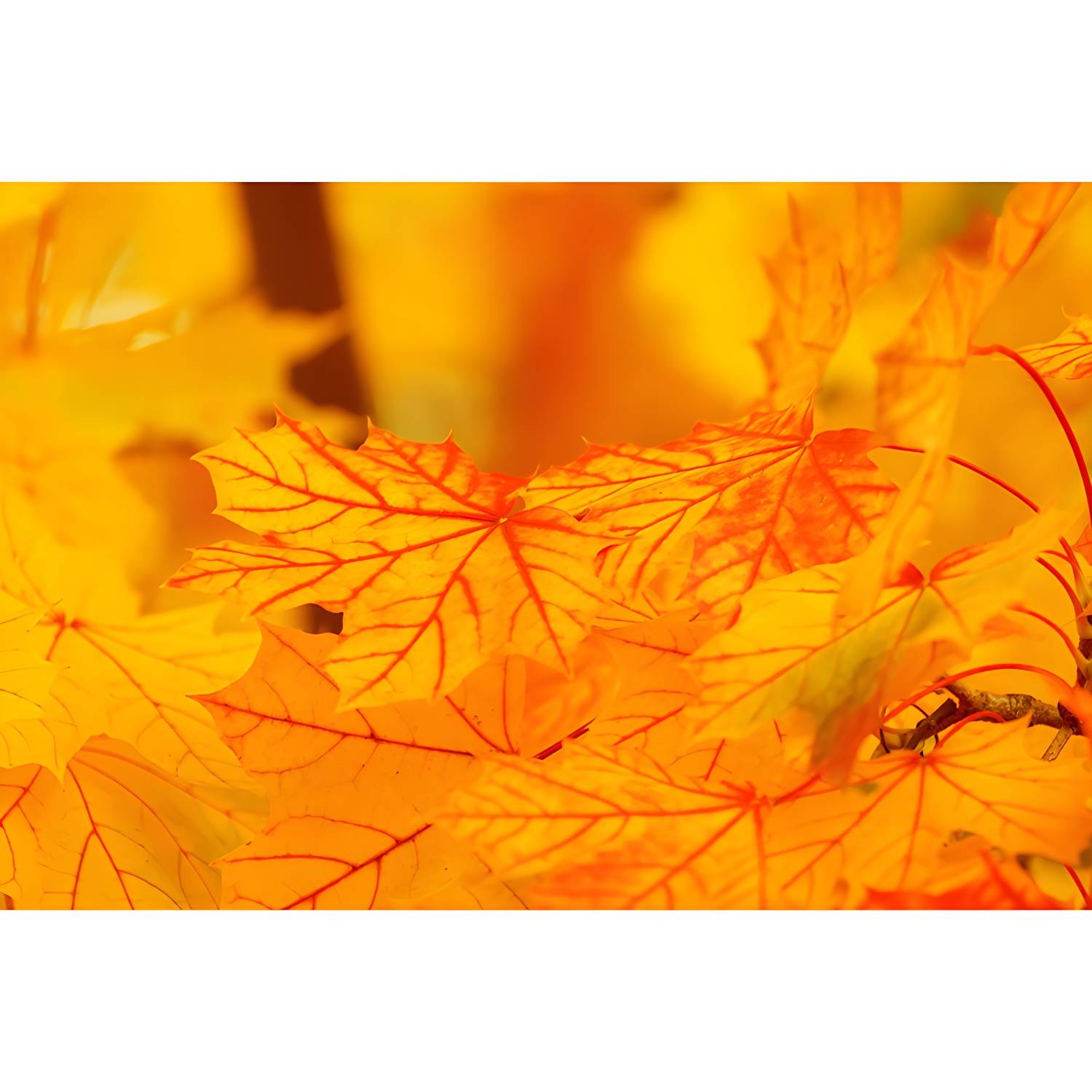 Imported image d0f74aa43cfd 3259474.jpg