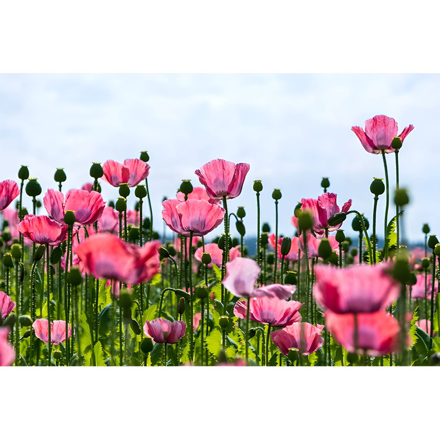 Imported image d403a67e69cd 3319332.jpg