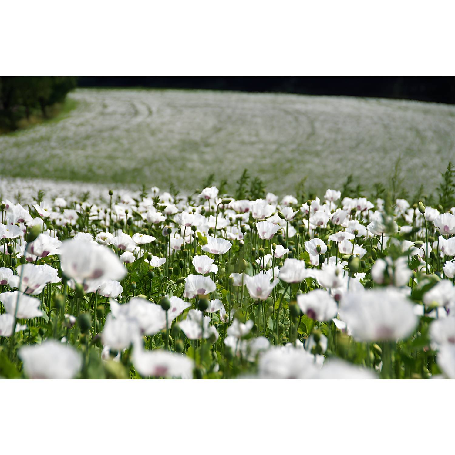 Imported image ca572ab557bb 3319336.jpg