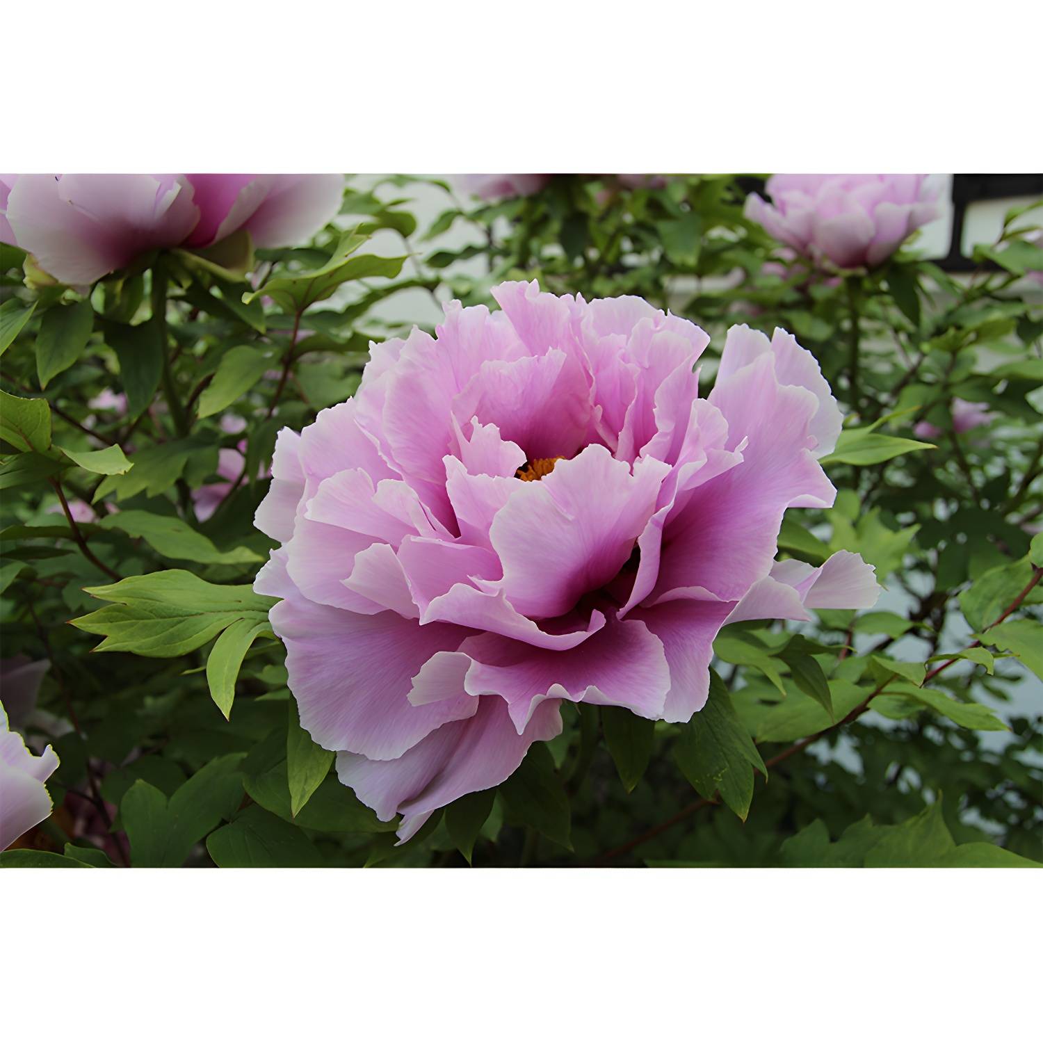 Imported image 6959697409d0 3319436.jpg