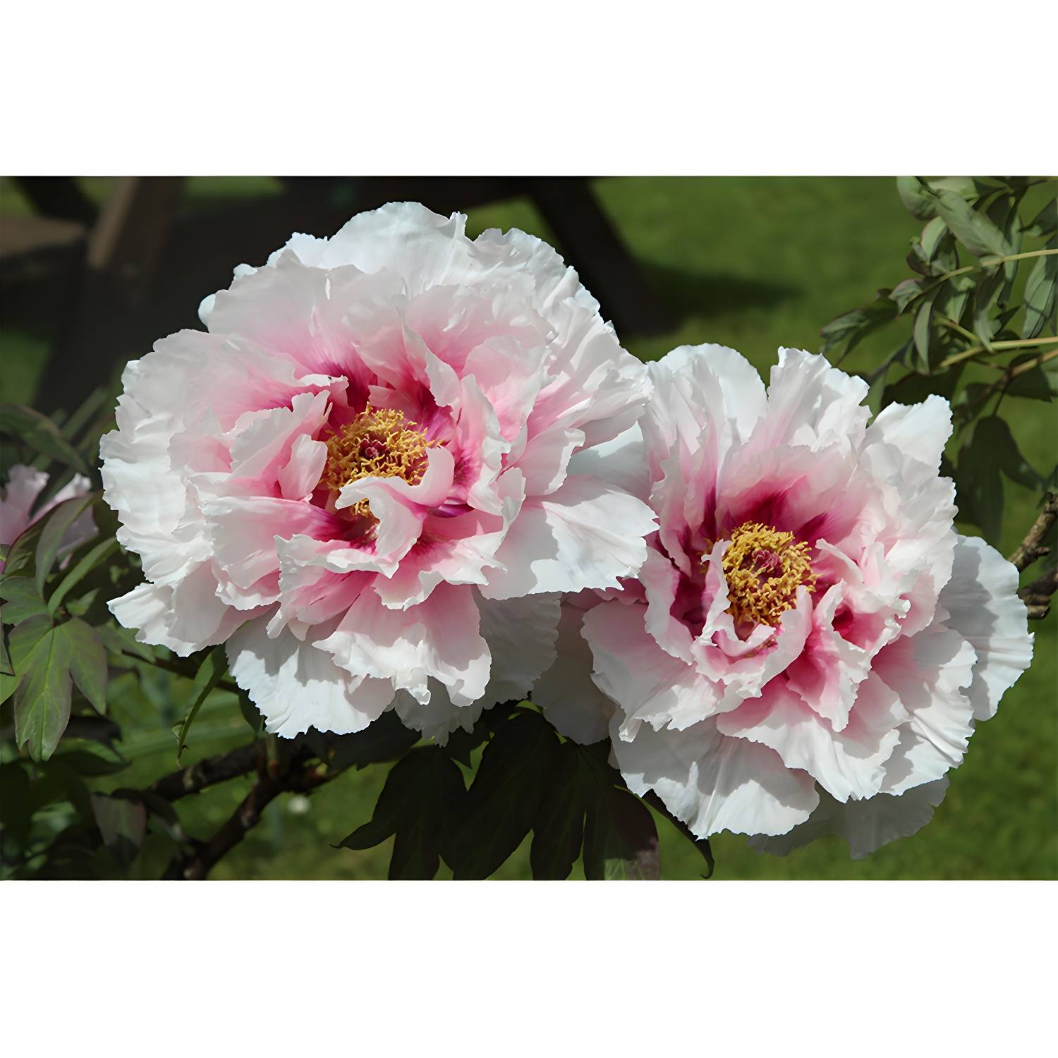 Imported image ca2541ef092a 3319440.jpg