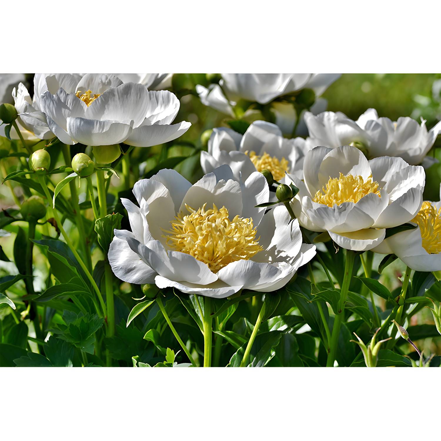 Imported image 753d24dd244c 3319444.jpg