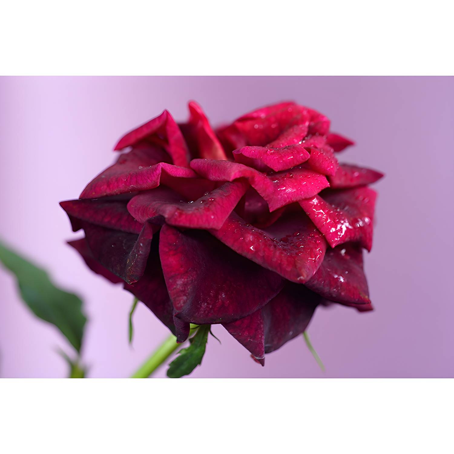 Imported image 3c9002945b27 3334459.jpg