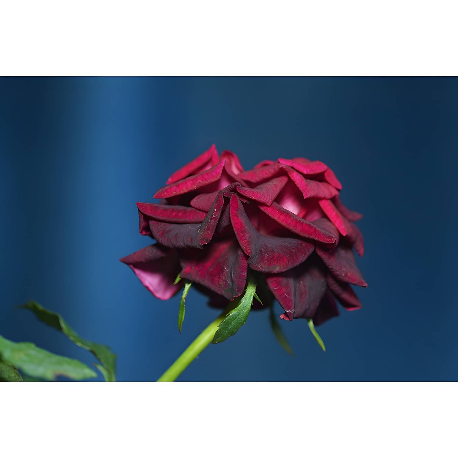 Imported image 80ba0a054b90 3334467.jpg
