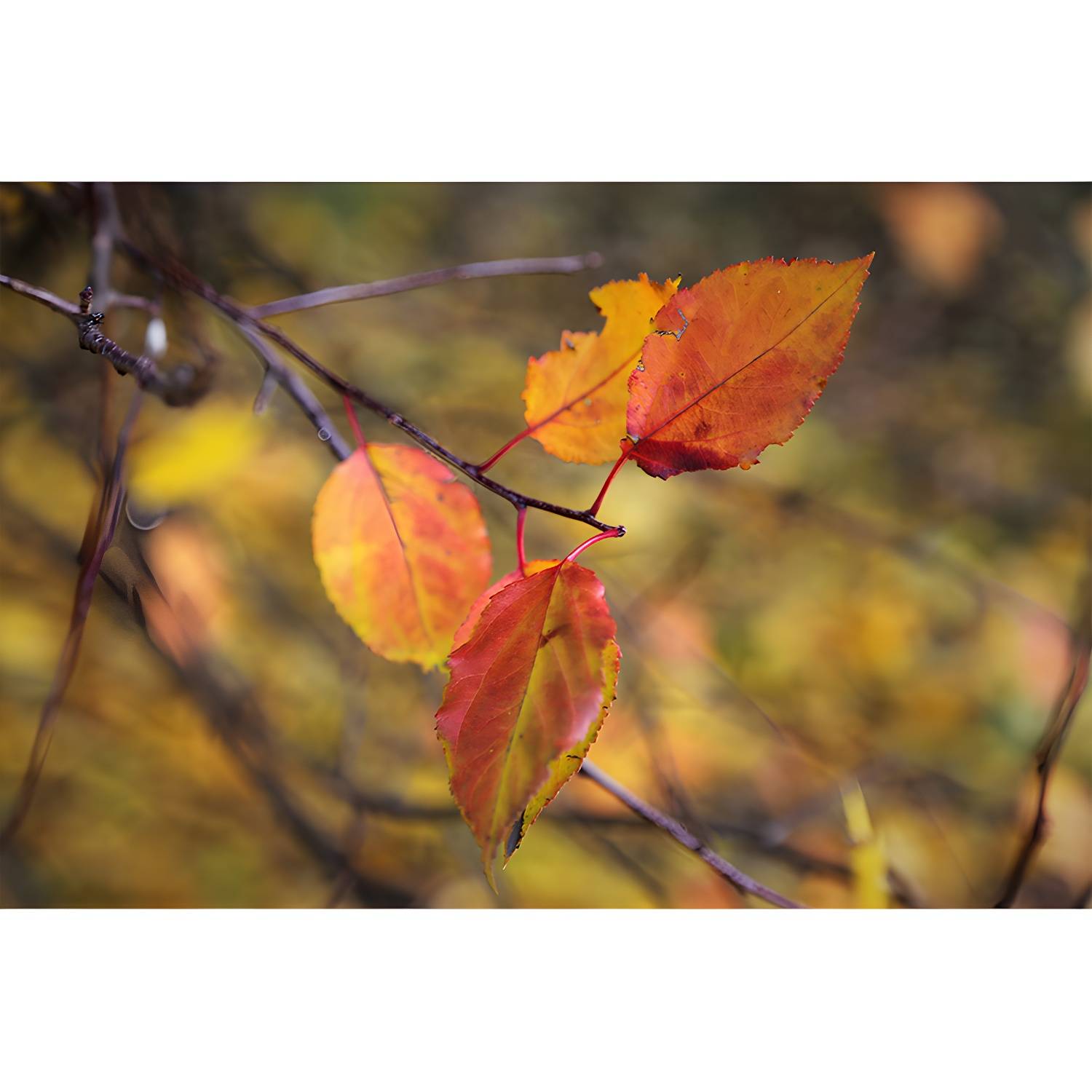 Imported image e3ab3f7137ac 3335263.jpg
