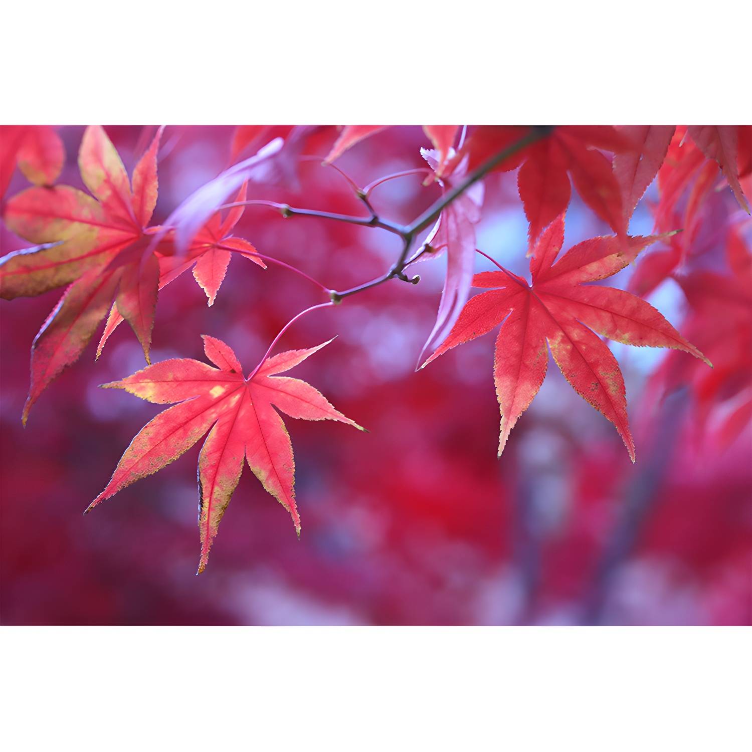 Imported image 9acece009f45 3335269.jpg