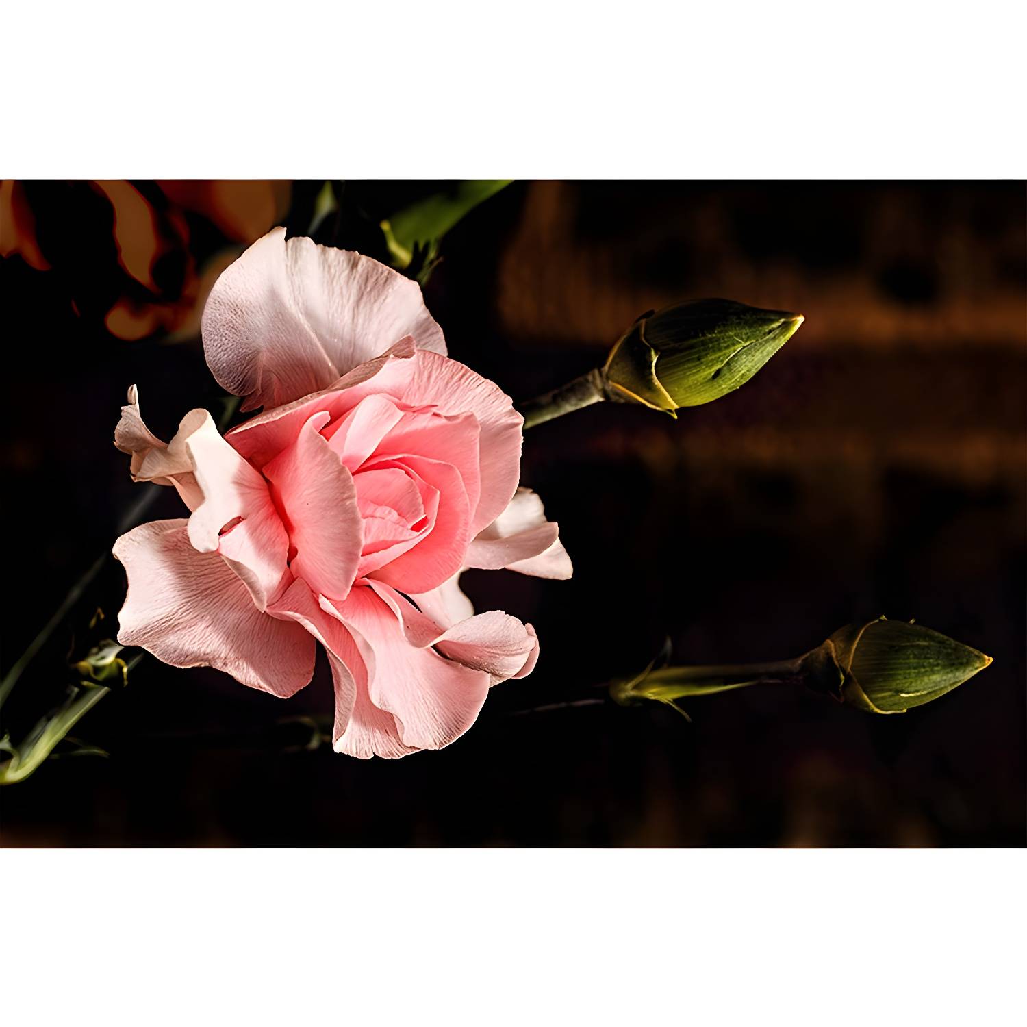 Imported image 915b9a86153e 3335929.jpg