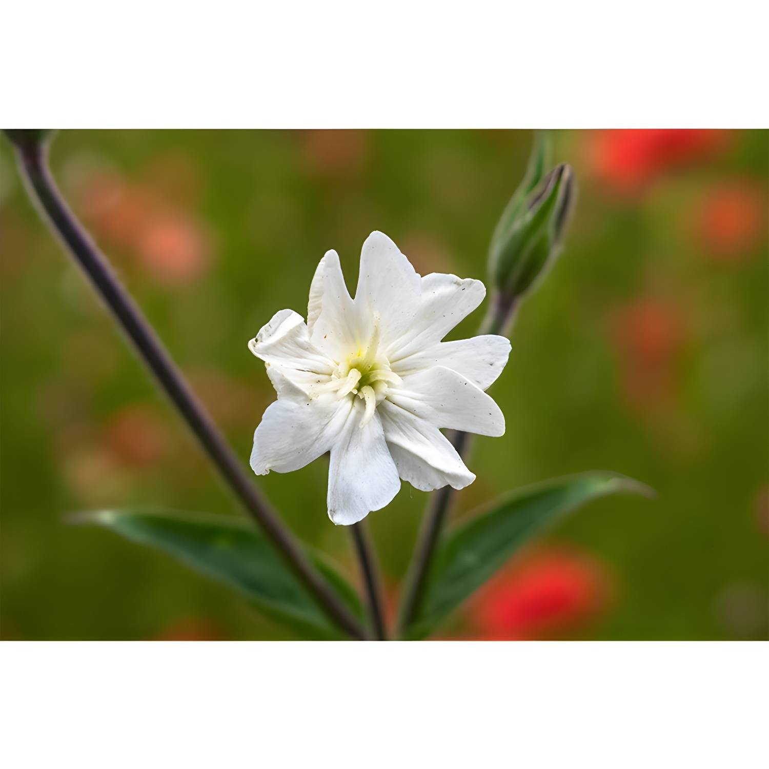Imported image faa45ff9d8e5 3335935.jpg