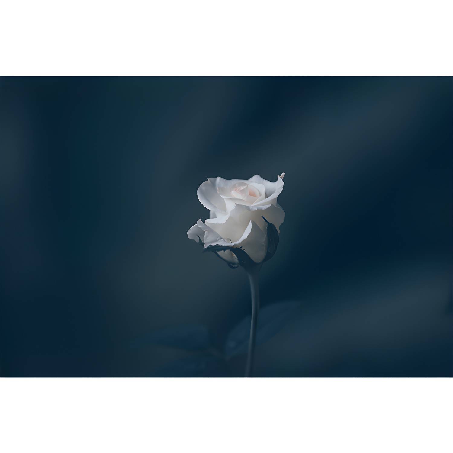 Imported image d93105d623c7 3335953.jpg