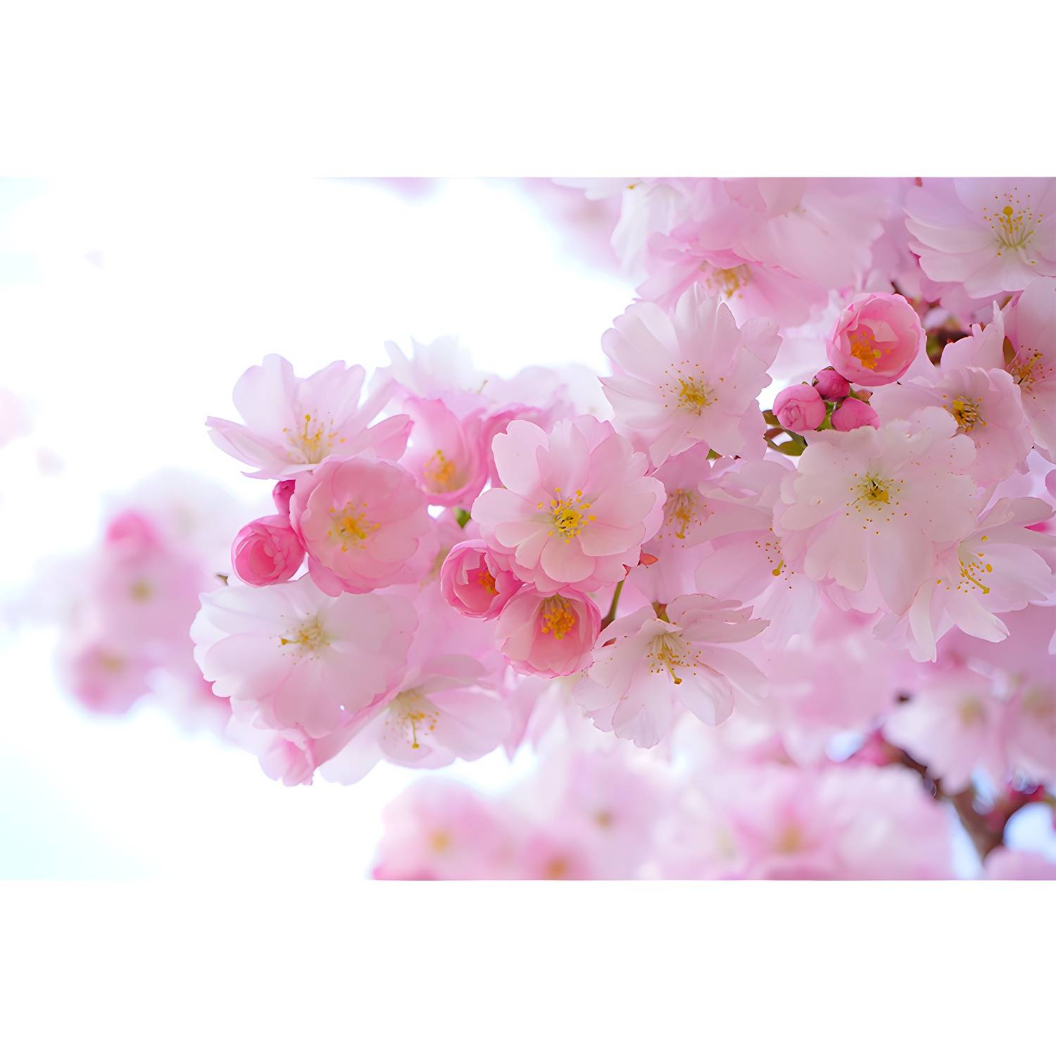 Imported image 9aff1873e48e 3335983.jpg