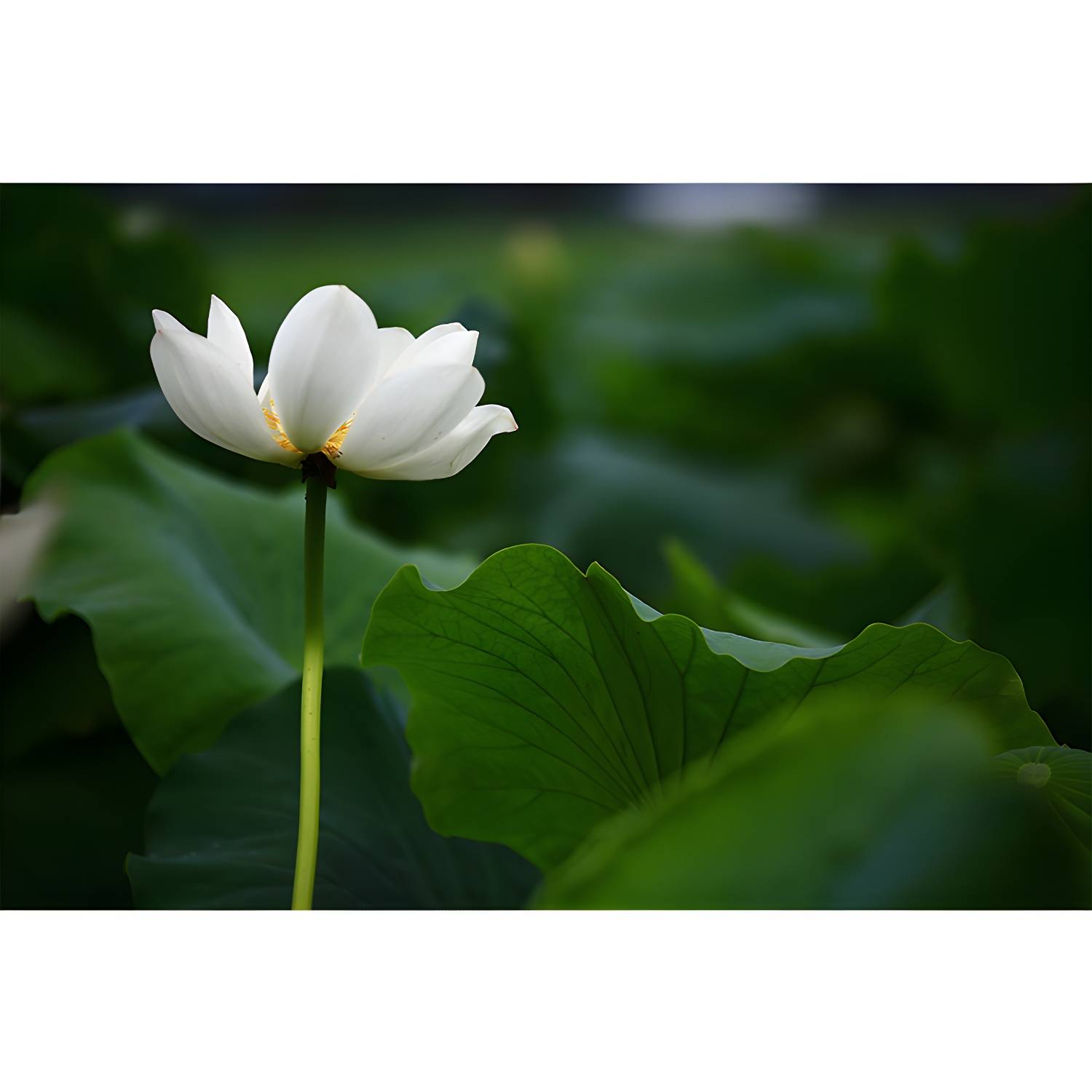 Imported image 0ad1e11ed961 3338328.jpg