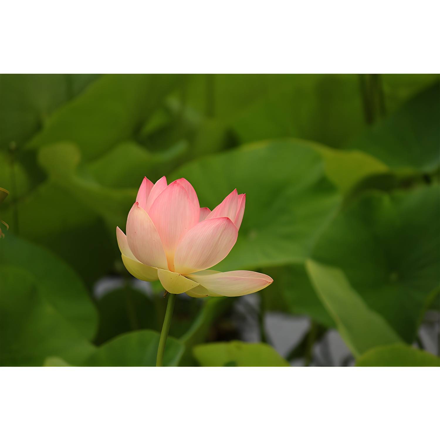 Imported image d706550693ca 3338342.jpg