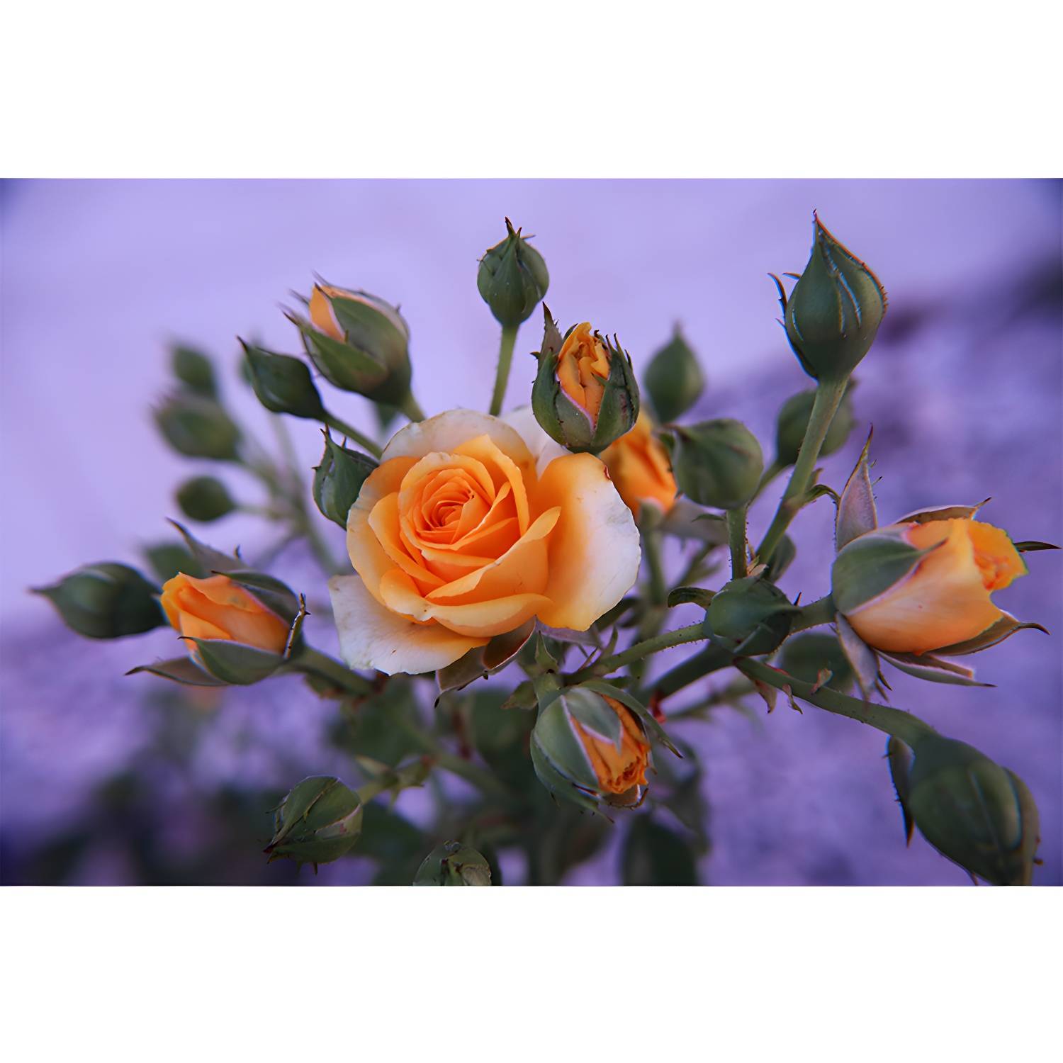 Imported image 5d87cc836009 3338352.jpg