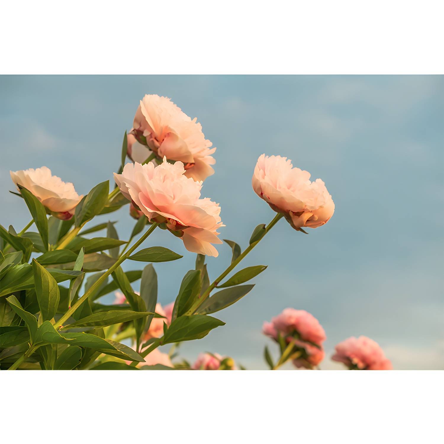Imported image 9c9b0f1224f1 3338356.jpg
