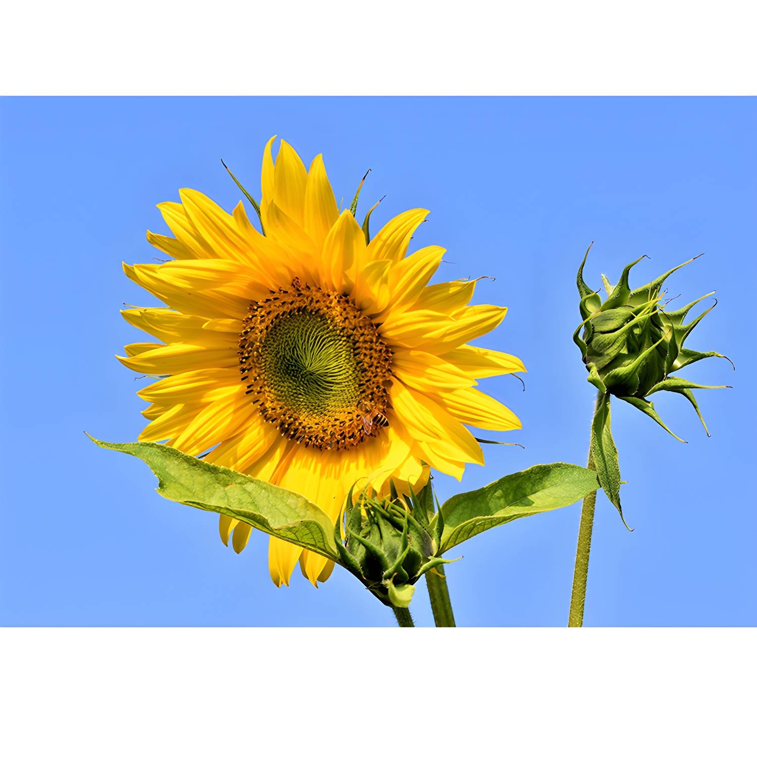 Imported image fa8e6cb72951 3341949.jpg