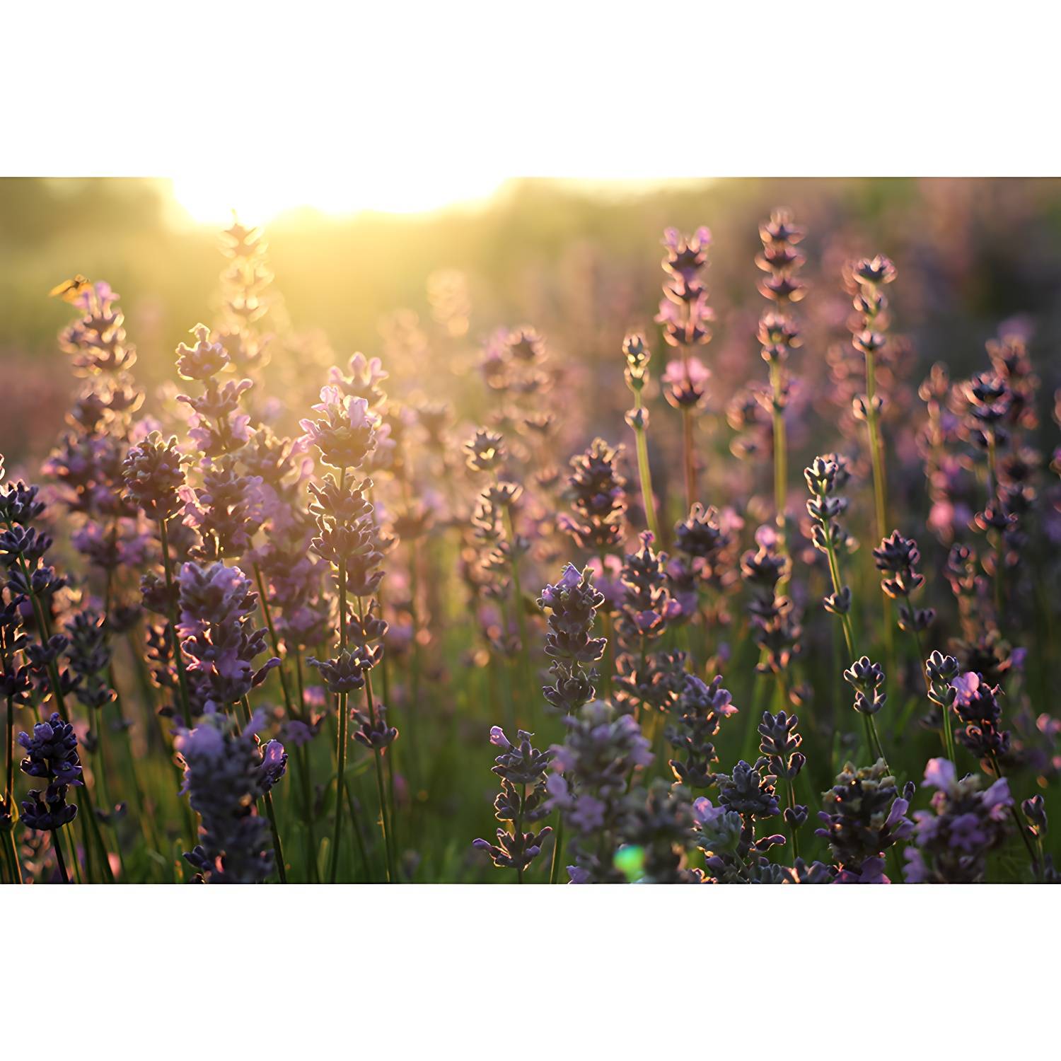 Imported image cc346f9bee4f 3354736.jpg