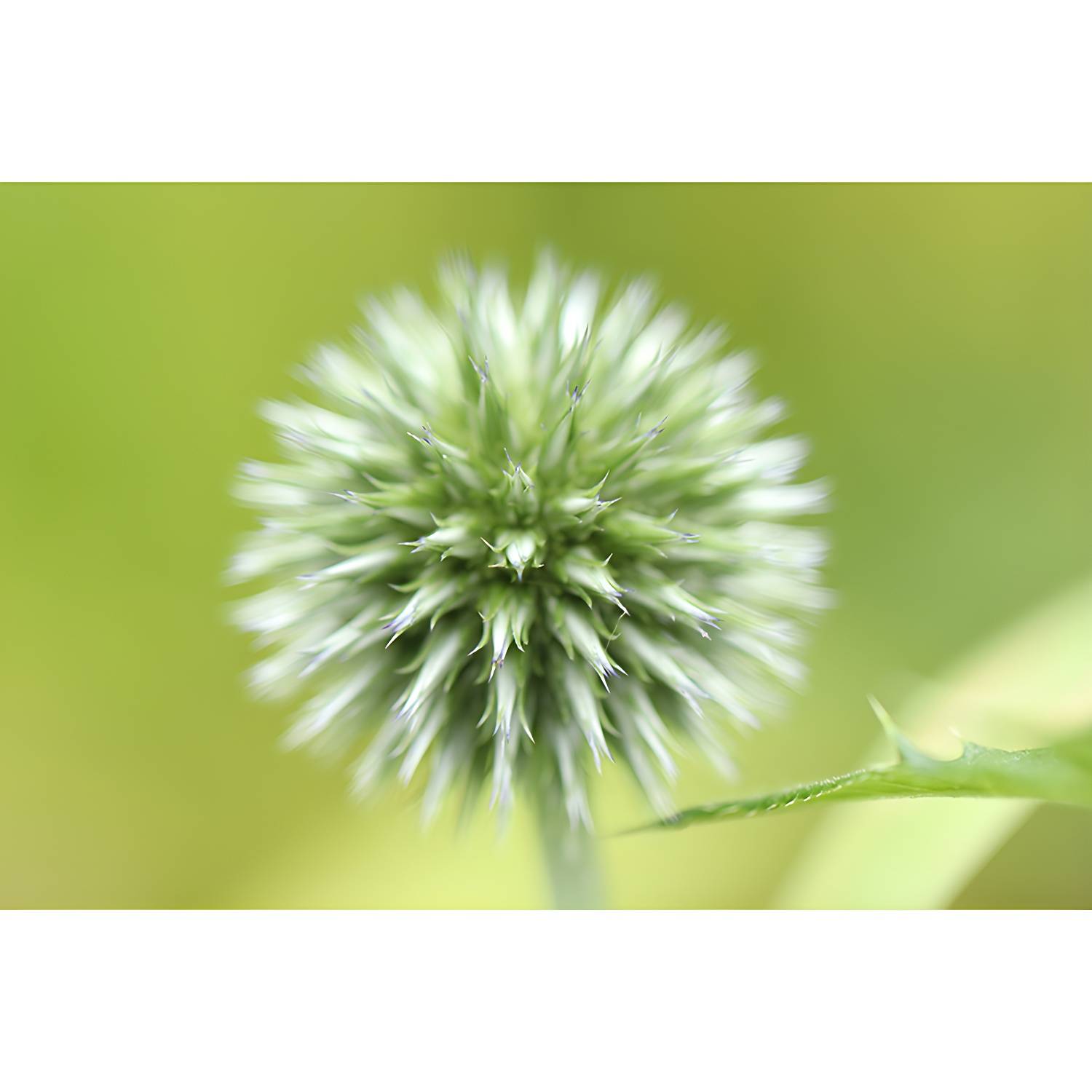 Imported image ed8f98cac769 3354750.jpg