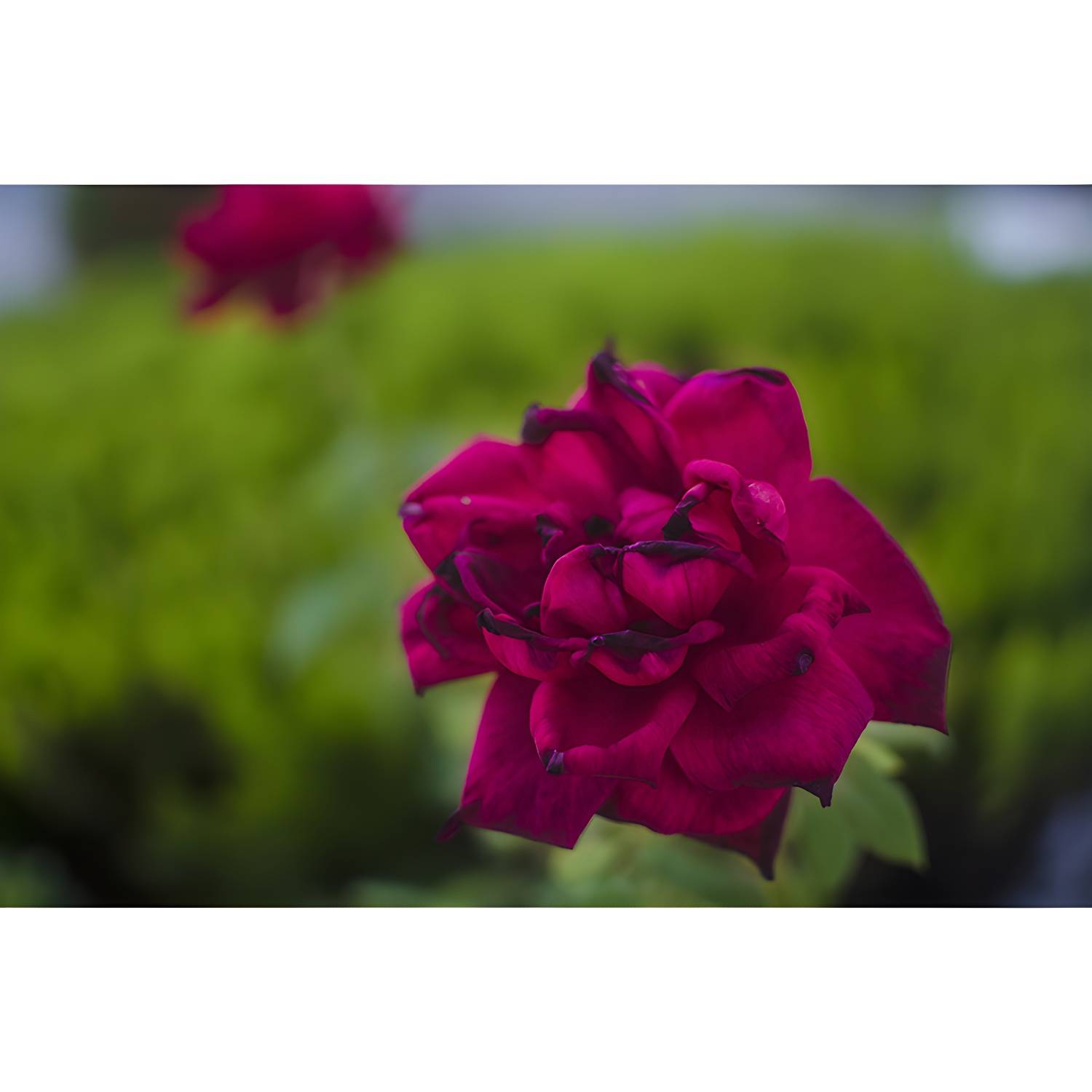 Imported image fc7e54a5e061 3354772.jpg