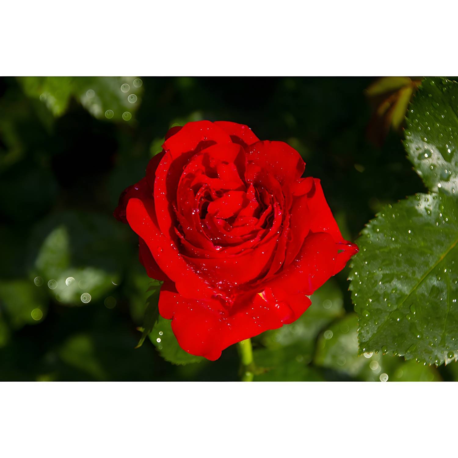 Imported image 9bade37a48fe 3354776.jpg
