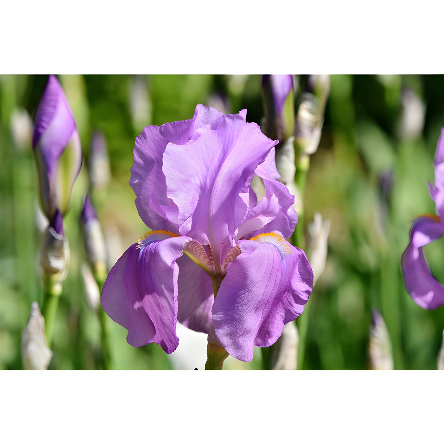 Imported image 8e096933aa3e 3355302.jpg