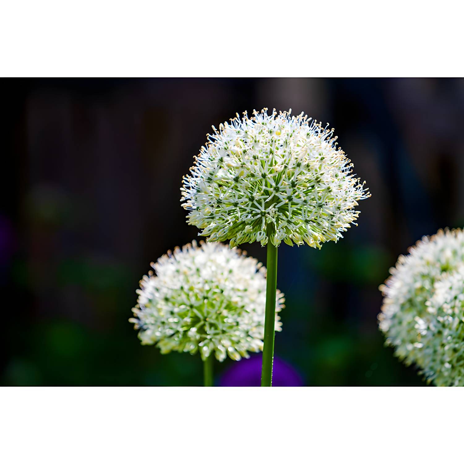 Imported image 5f741714e36e 3356460.jpg