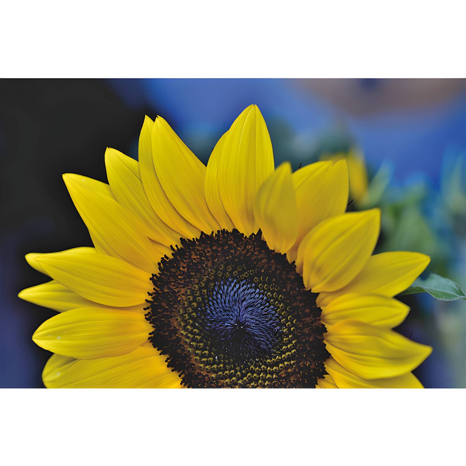 Imported image fa2108f5d786 3357472.jpg
