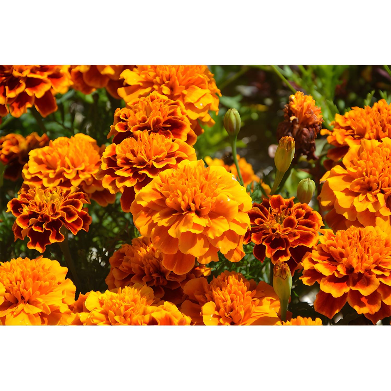 Imported image b49cbeb38b12 3357786.jpg