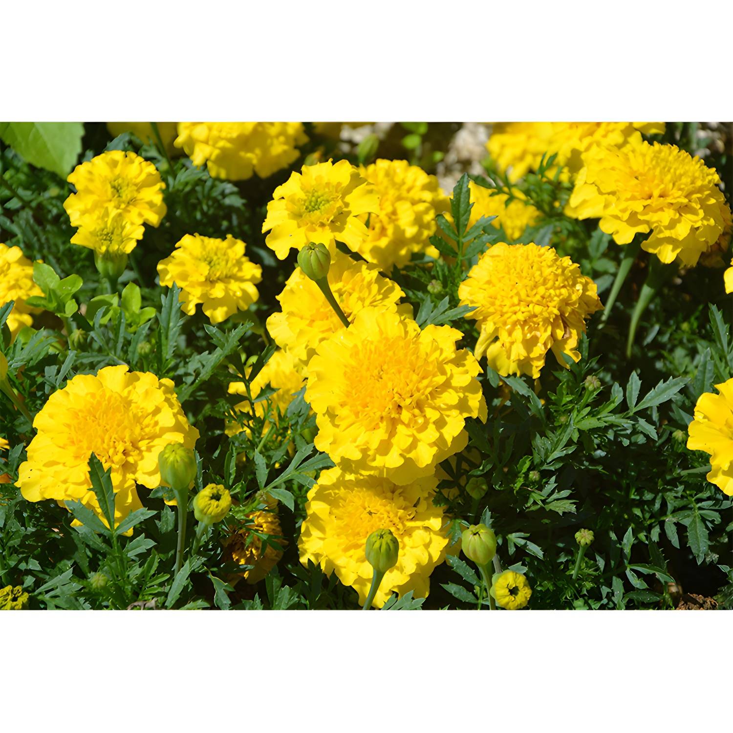 Imported image d8b47eb9ad5a 3357792.jpg