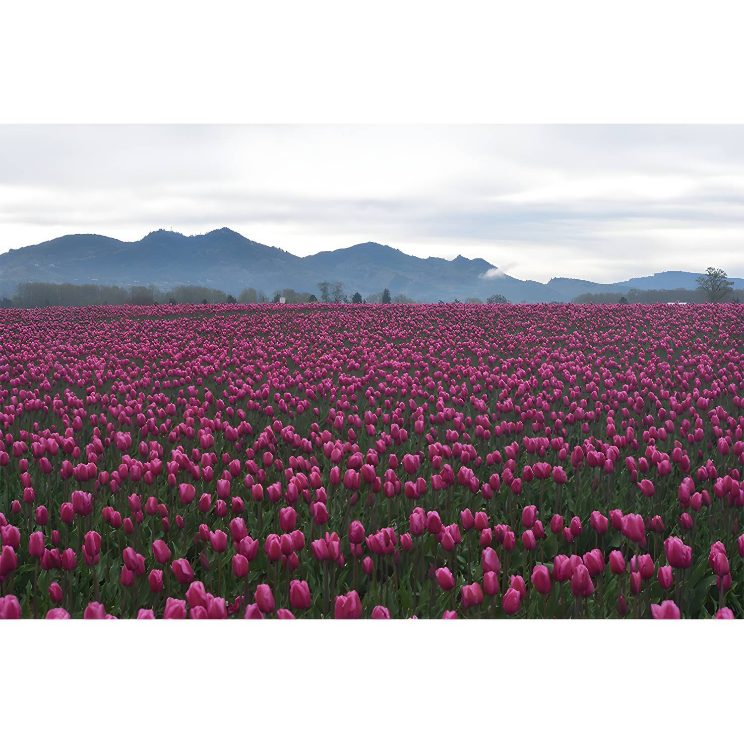 Imported image a84ffac89ed3 3357840.jpg