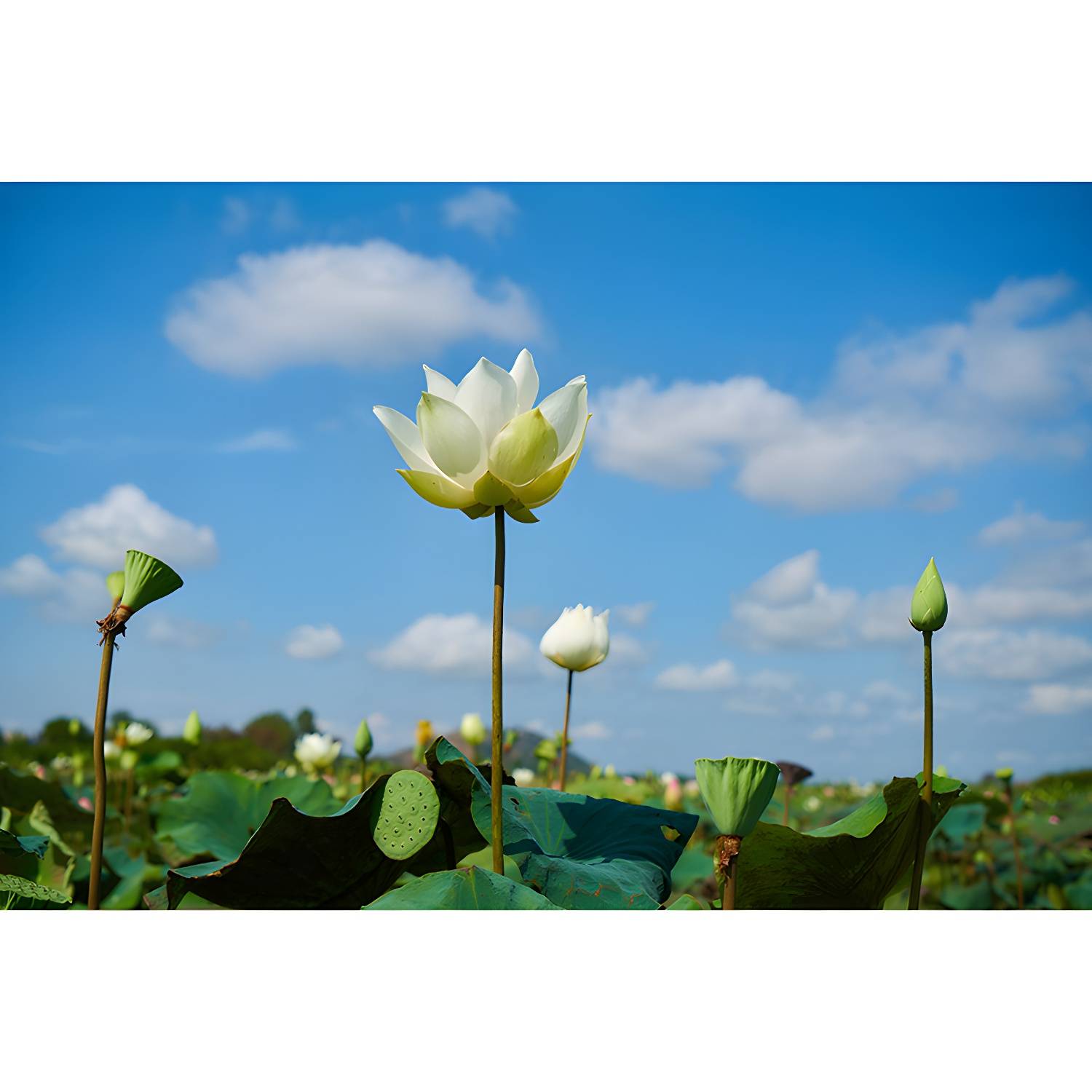 Imported image b643e9b458a1 3367449.jpg