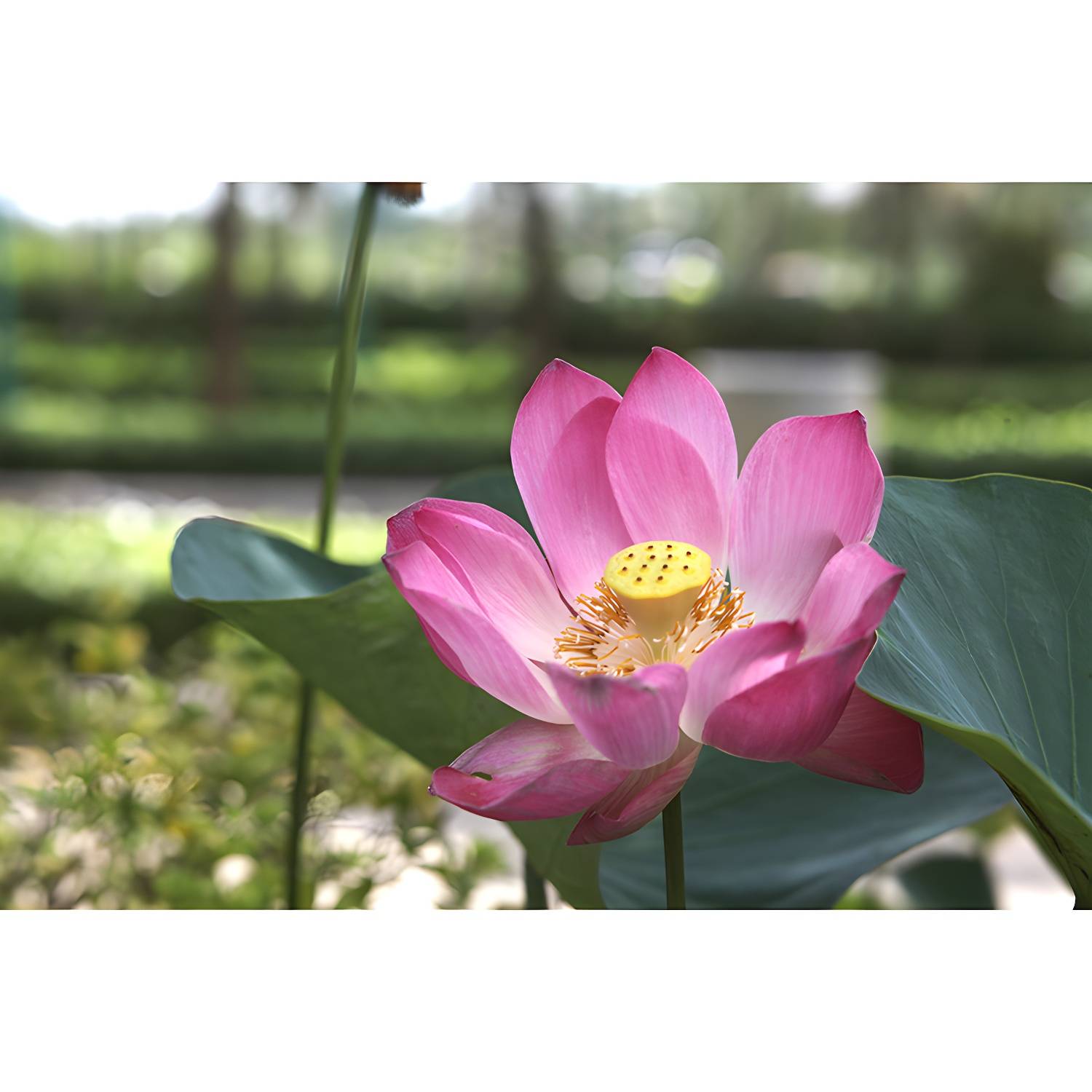 Imported image 40061dea9d50 3367457.jpg